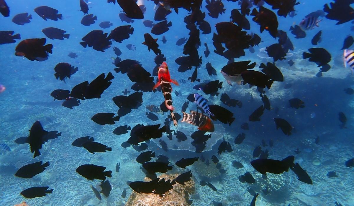Leaders meet to try to pass a UN treaty to protect Oceans